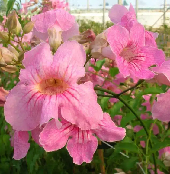 Pépinières Français PF_Bignone-ro Bignone rose - podranea ricasoliana