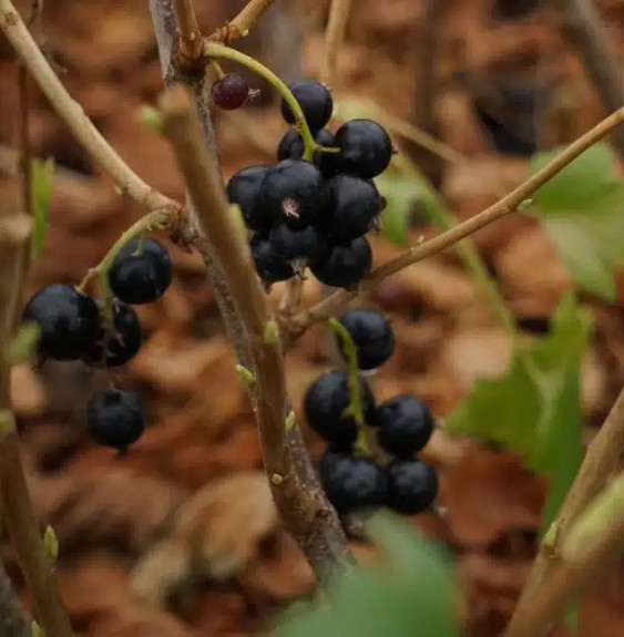 Pépinières Français PF_Casseille Casseille 'Josta' - ribes nidigrolaria