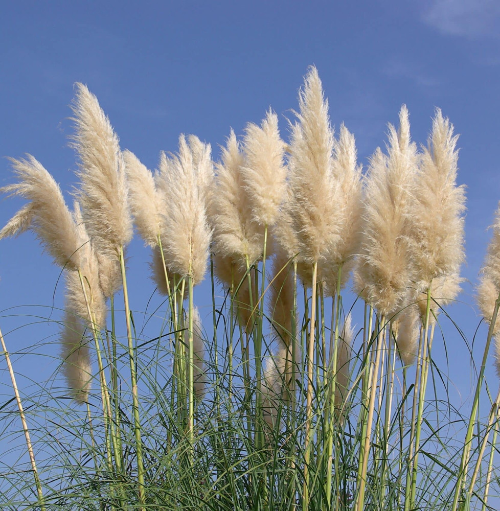 CORTADERIA selloana / Herbe des pampas