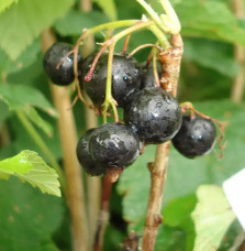 Cassissier 'Andega' - ribes nigrum