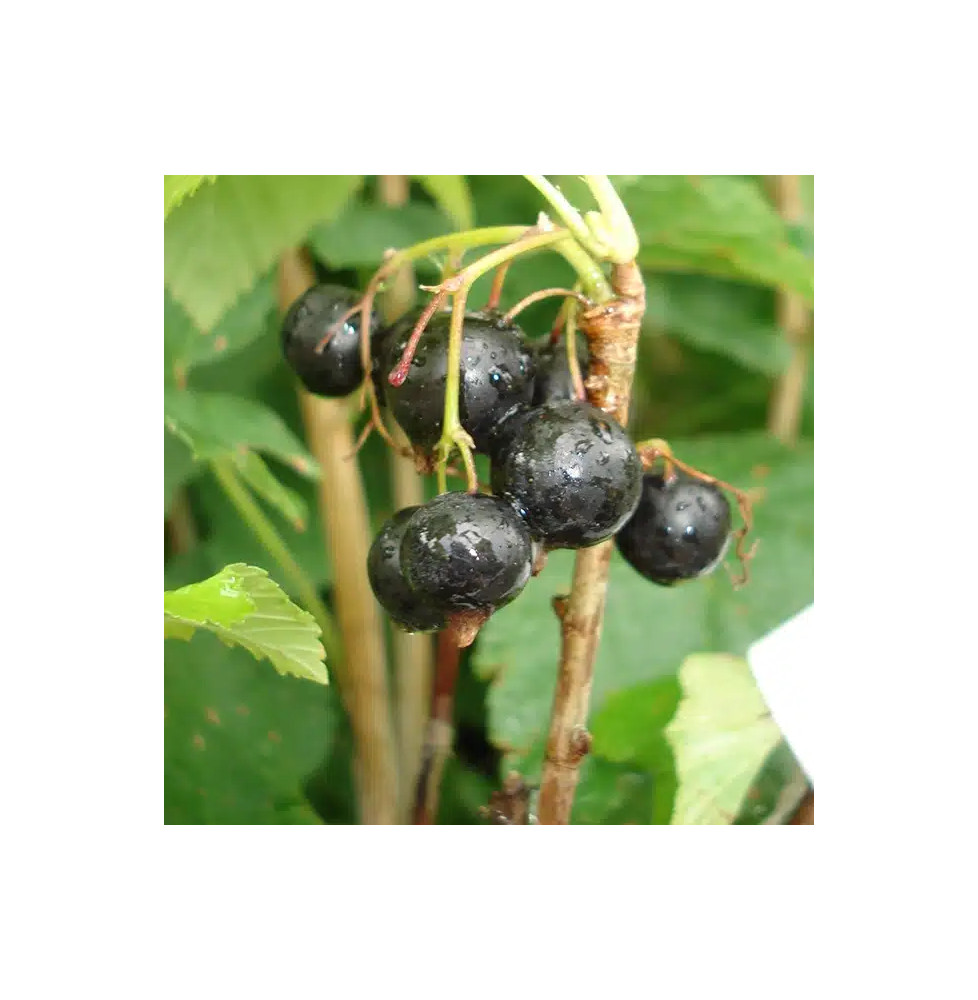 Cassissier 'Andega' - ribes nigrum