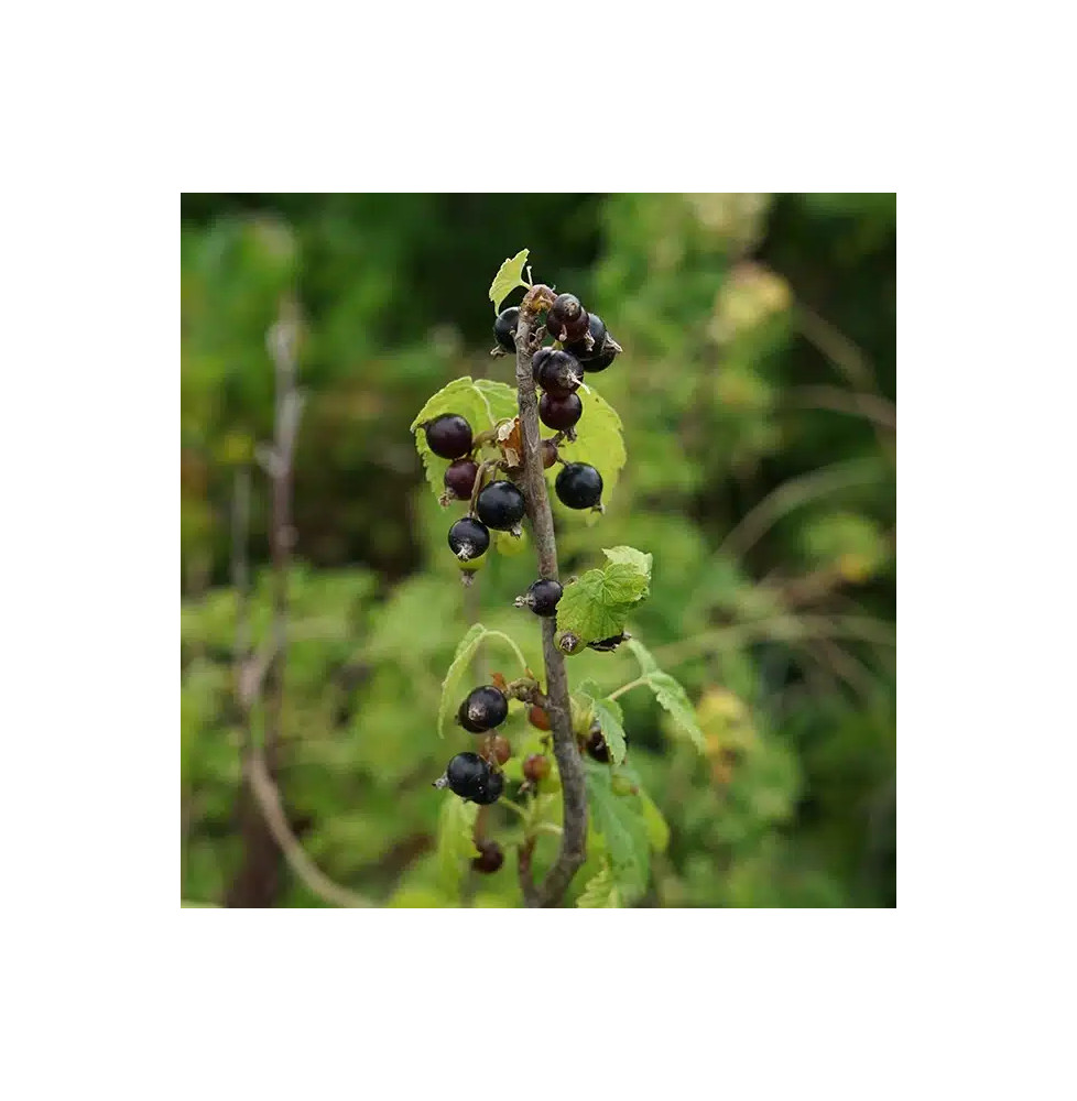 Cassissier 'Andega' - ribes nigrum