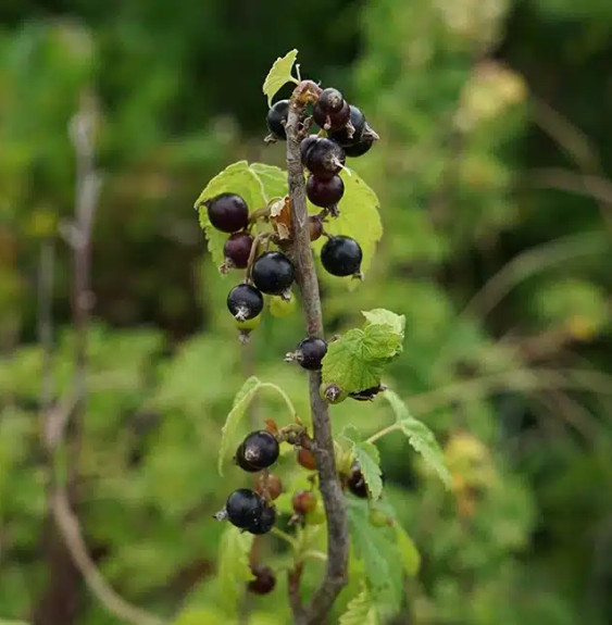 Cassissier 'Andega' - ribes nigrum