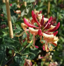 Chèvrefeuille 'American Beauty' - lonicera heckrottii