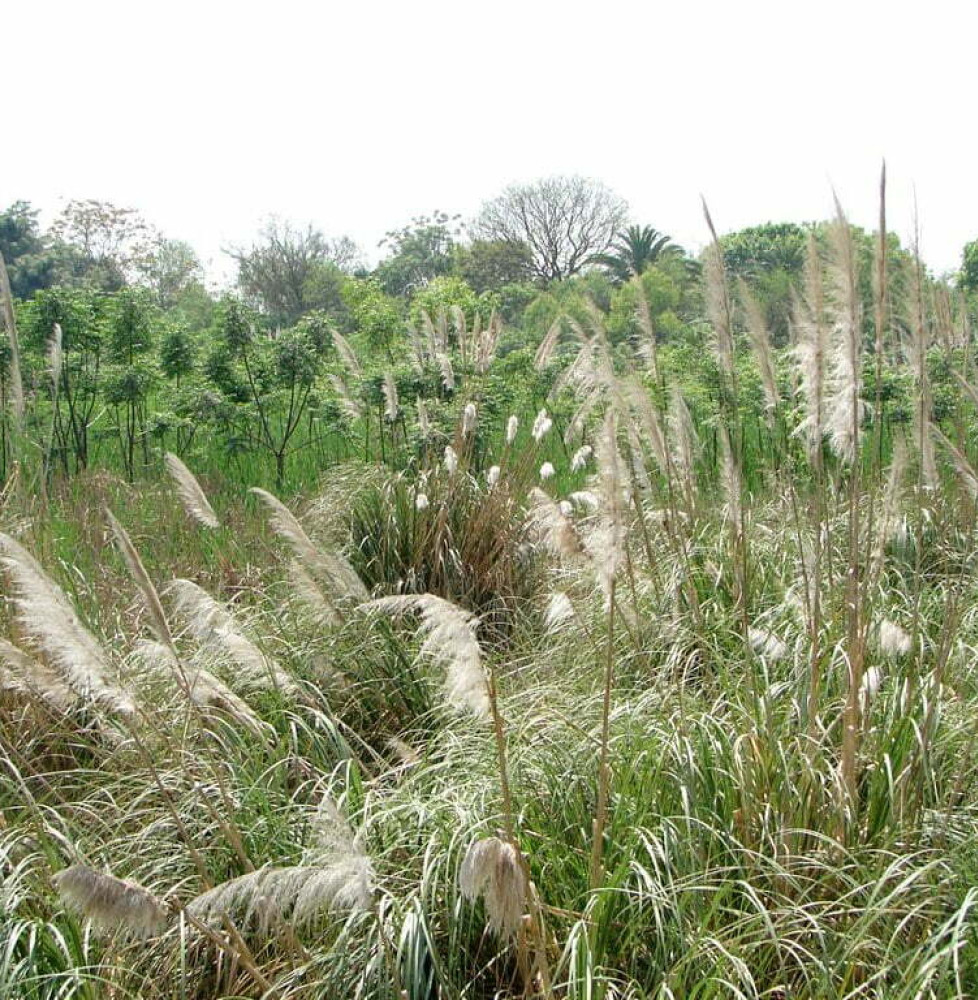 CORTADERIA selloana / Herbe des pampas