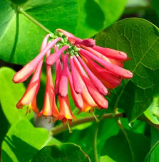 Chèvrefeuille 'Dropmore Scarlet' - lonicera x brownii