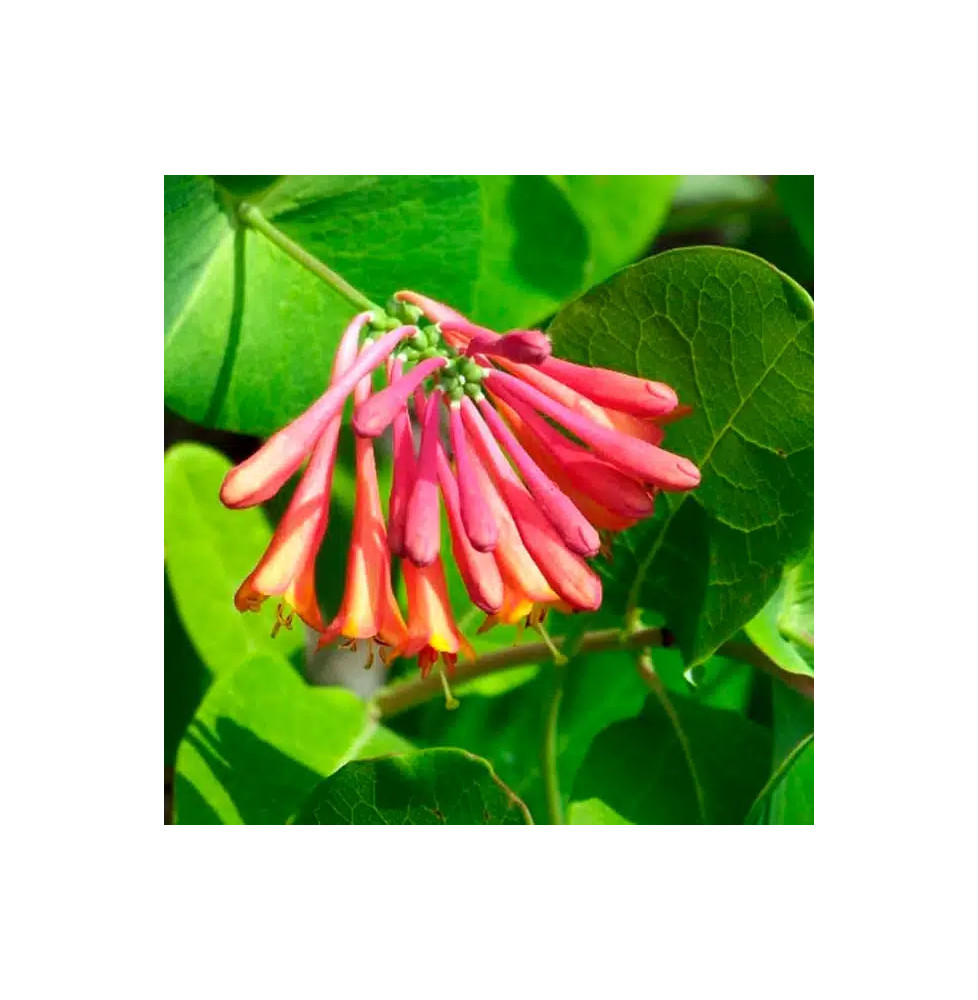 Chèvrefeuille 'Dropmore Scarlet' - lonicera x brownii