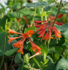 Chèvrefeuille 'Dropmore Scarlet' - lonicera x brownii