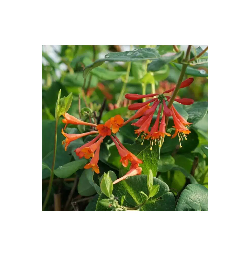 Chèvrefeuille 'Dropmore Scarlet' - lonicera x brownii