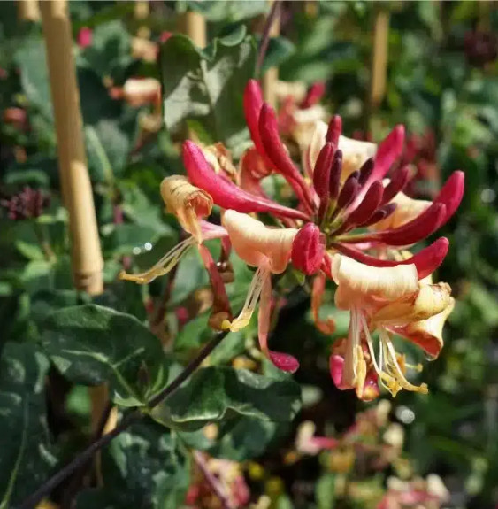 Chèvrefeuille 'Goldflame' - lonicera heckrottii