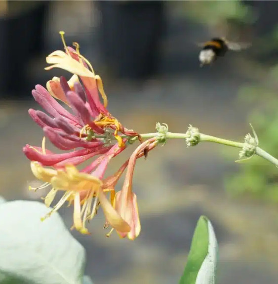 Chèvrefeuille 'Goldflame' - lonicera heckrottii