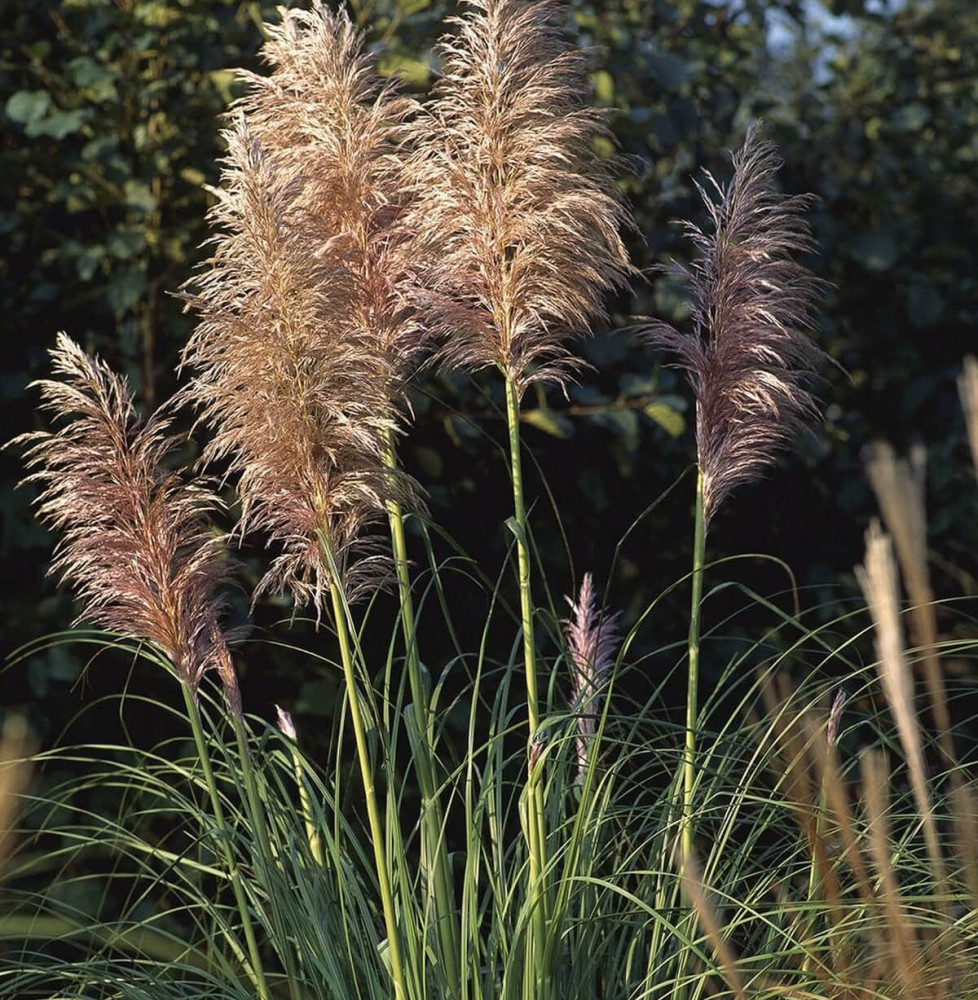 CORTADERIA selloana / Herbe des pampas