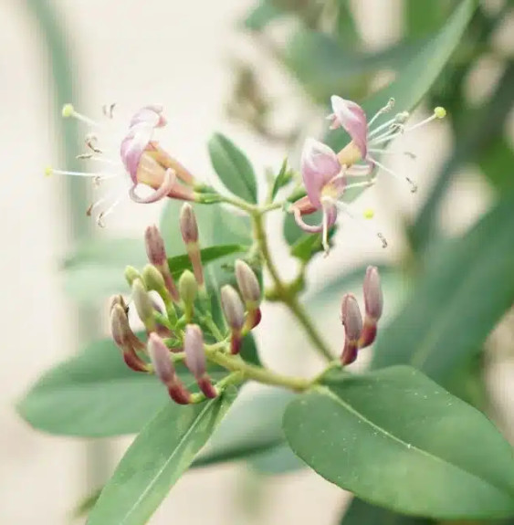 Chèvrefeuille de Henryi - lonicera henryi