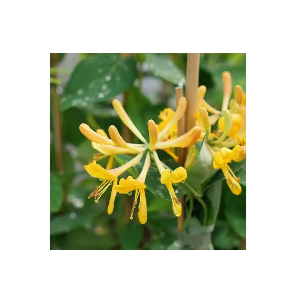 Chèvrefeuille de Tellmann - lonicera tellmaniana