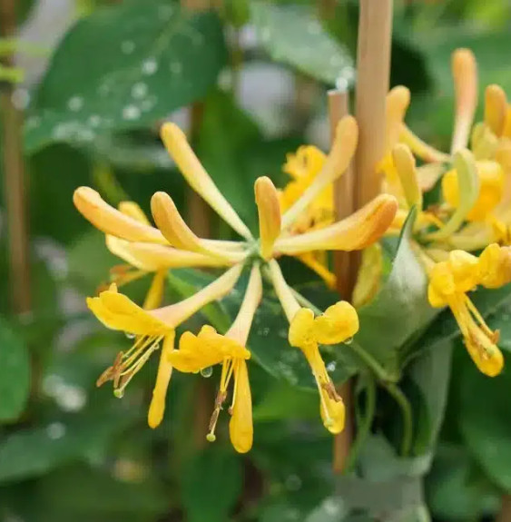 Chèvrefeuille de Tellmann - lonicera tellmaniana