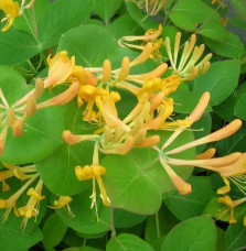 Chèvrefeuille de Tellmann - lonicera tellmaniana