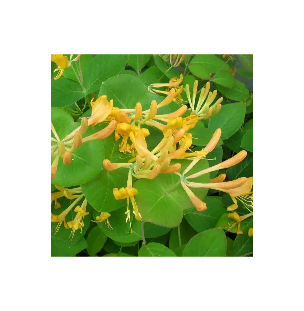 Chèvrefeuille de Tellmann - lonicera tellmaniana