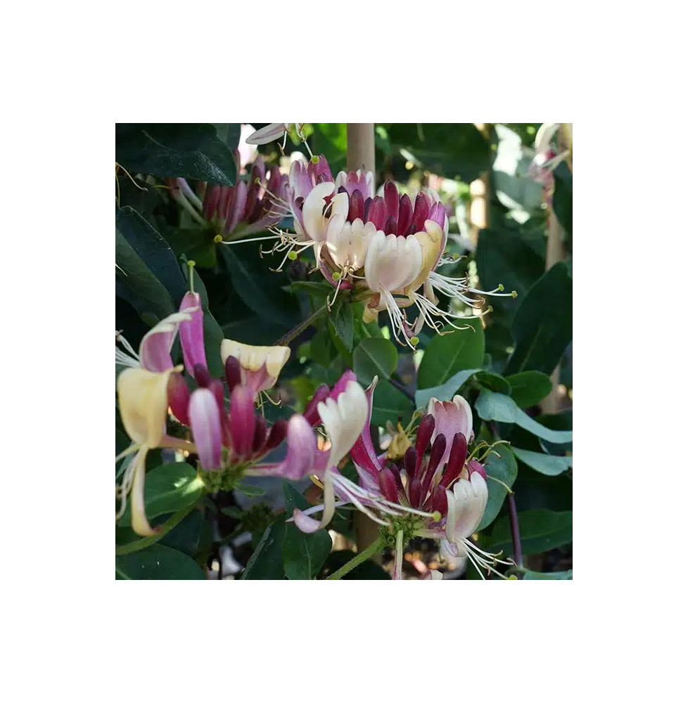 Chèvrefeuille des bois 'Serotina' – lonicera periclymenum