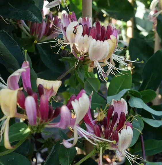 Chèvrefeuille des bois 'Serotina' – lonicera periclymenum