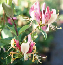 Chèvrefeuille des bois 'Serotina' – lonicera periclymenum