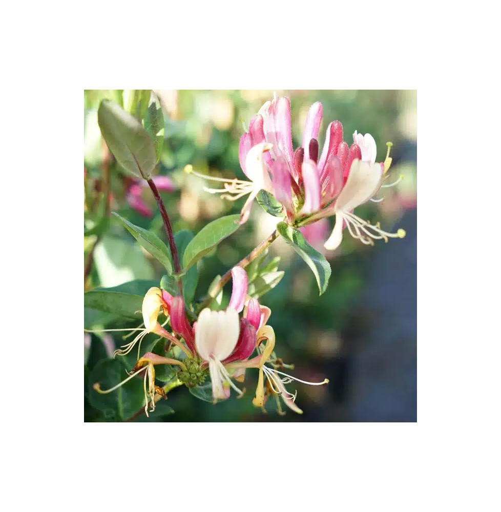 Chèvrefeuille des bois 'Serotina' – lonicera periclymenum