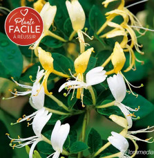 Chèvrefeuille du Japon 'Dart's Acumen' - lonicera japonica