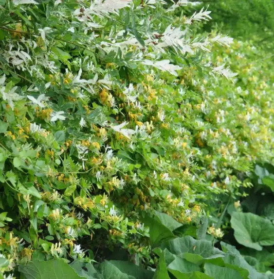 Chèvrefeuille du Japon 'Hall's Prolific' - lonicera japonica halliana