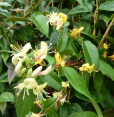 Chèvrefeuille Henryi 'Copper Beauty®' - lonicera henryi