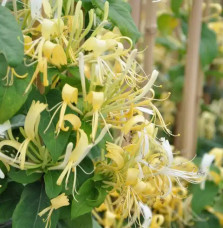 Chèvrefeuille ‘Delavayi’ - lonicera similis