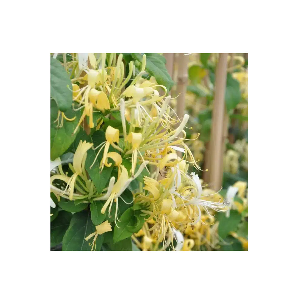 Chèvrefeuille ‘Delavayi’ - lonicera similis