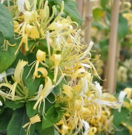 Chèvrefeuille ‘Delavayi’ - lonicera similis