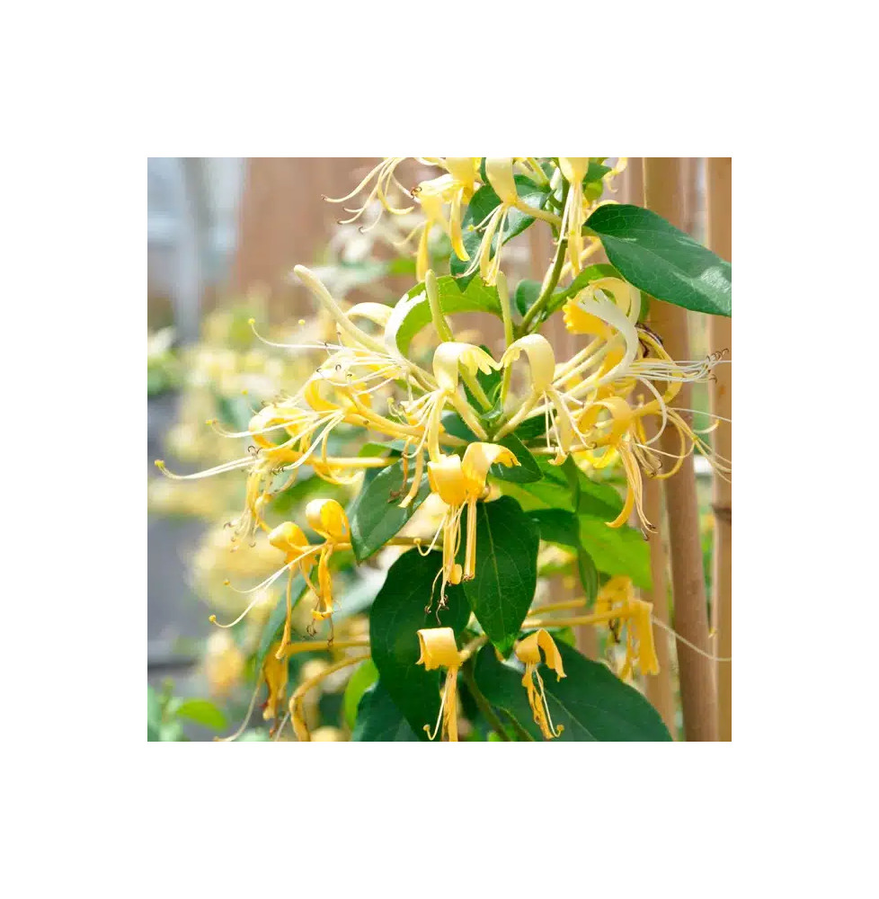 Chèvrefeuille ‘Delavayi’ - lonicera similis