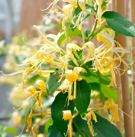 Chèvrefeuille ‘Delavayi’ - lonicera similis