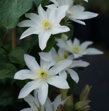 Clematis 'Apollonia' à fleurs moyennes blanches