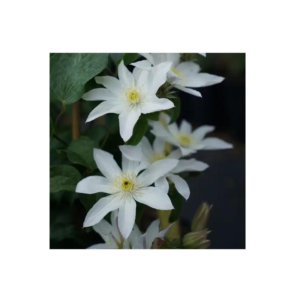 Clematis 'Apollonia' à fleurs moyennes blanches