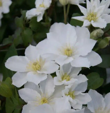 Clematis 'Apollonia' à fleurs moyennes blanches