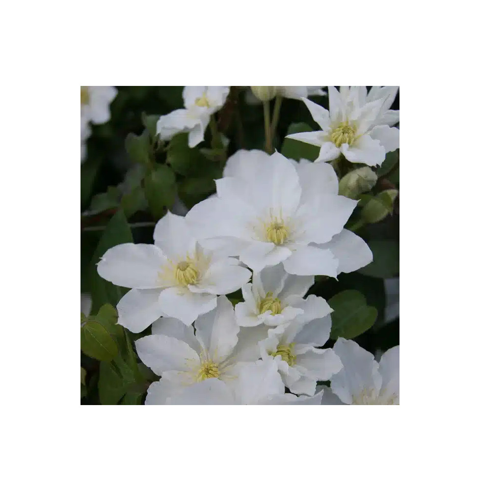 Clematis 'Apollonia' à fleurs moyennes blanches