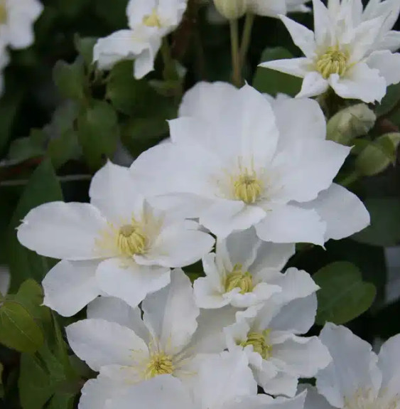 Pépinières Français PF_Clematis-A Clematis 'Apollonia' à fleurs moyennes blanches