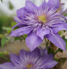 Clematis crystal fountain®