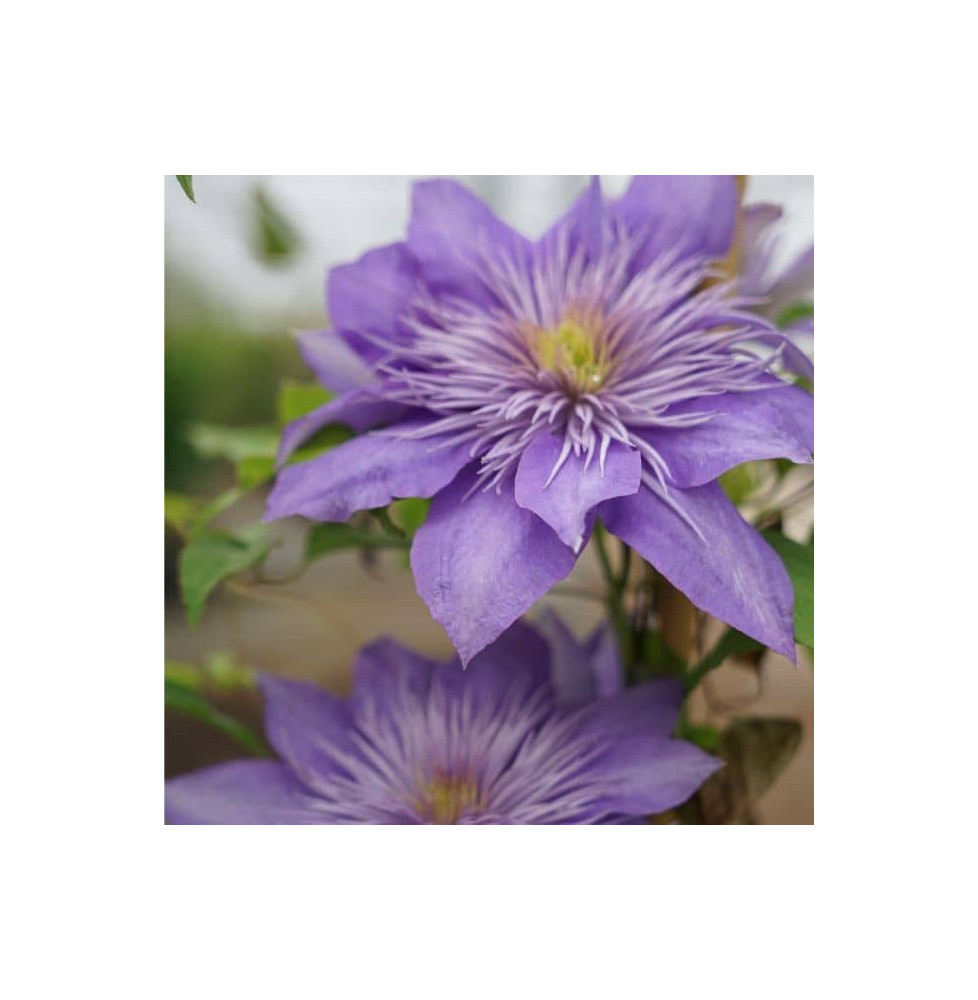 Clematis crystal fountain®