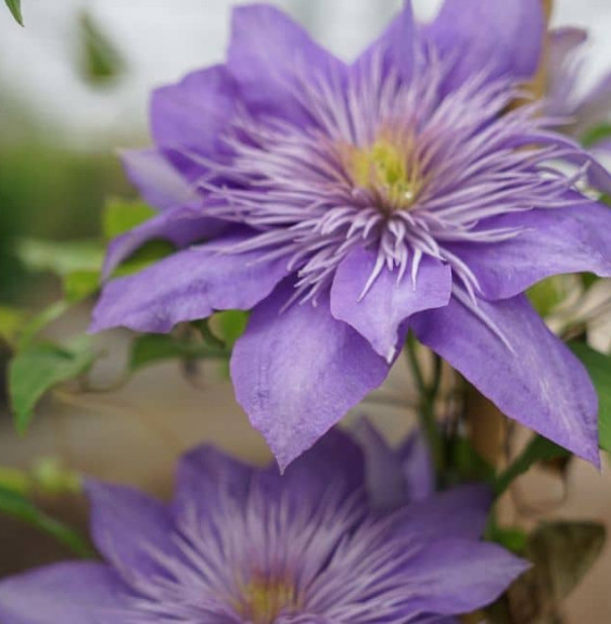 Pépinières Français PF_Clematis-c67 Clematis crystal fountain®