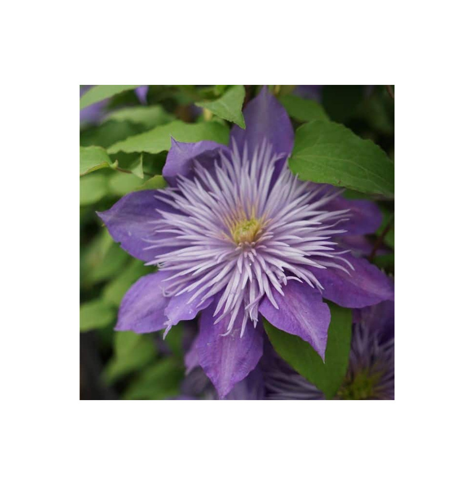 Clematis crystal fountain®