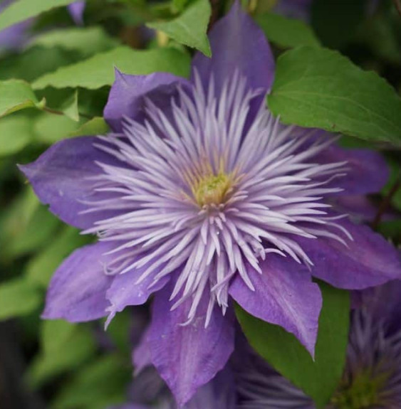 Pépinières Français PF_Clematis-c67 Clematis crystal fountain®