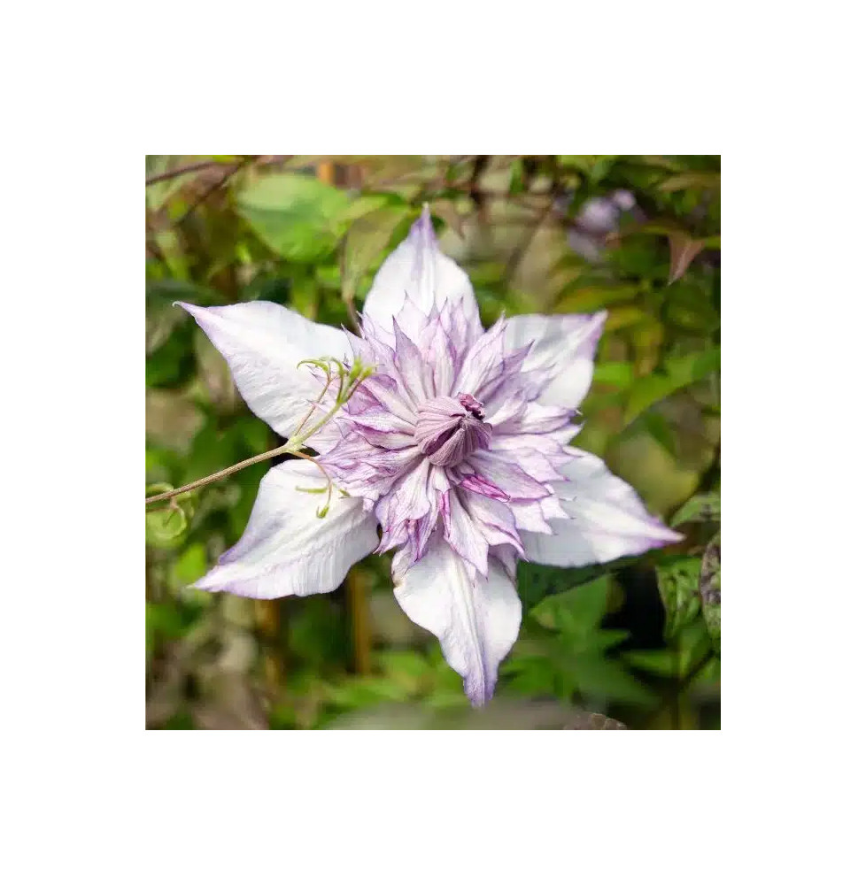 Clématite "Lady Kyoko" - Clematis florida