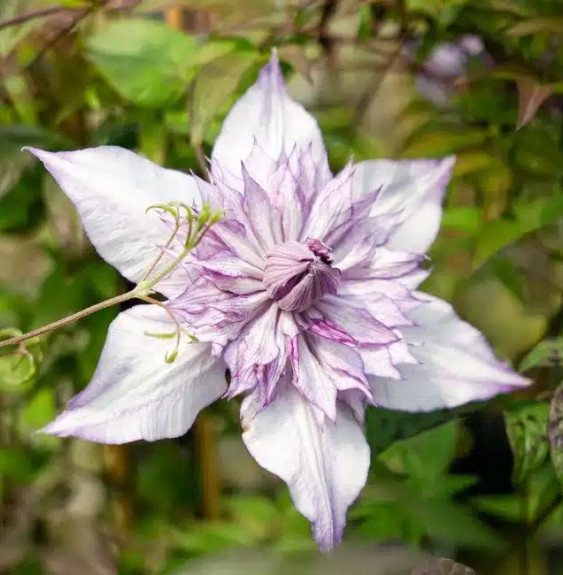 Pépinières Français PF_Clématite21 Clématite "Lady Kyoko" - Clematis florida