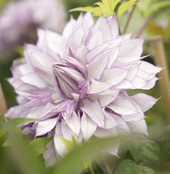 Pépinières Français PF_Clématite21 Clématite "Lady Kyoko" - Clematis florida