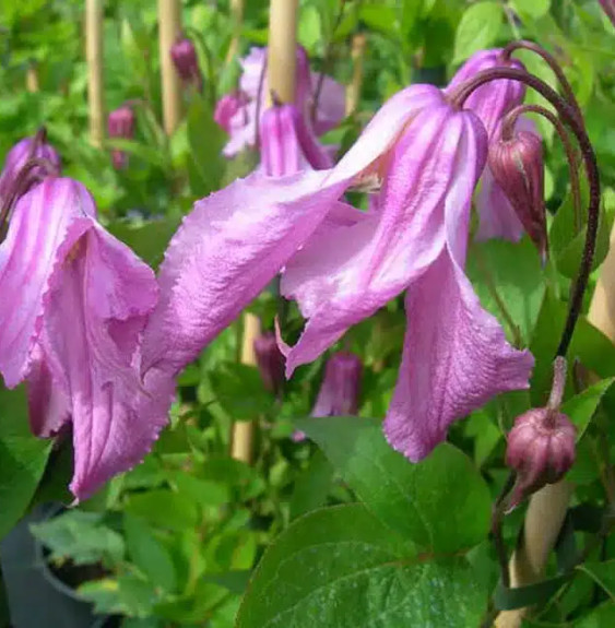 Pépinières Français PF_Clématite69 Clématite 'Alionushka' - clematis integrifolia