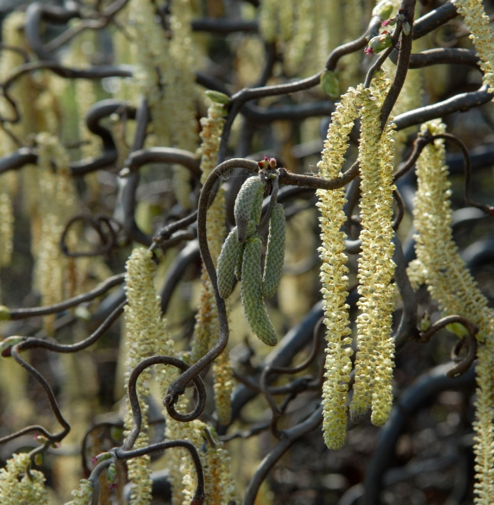 Corylus avellana 'Contorta' / Noisetier Tortueux