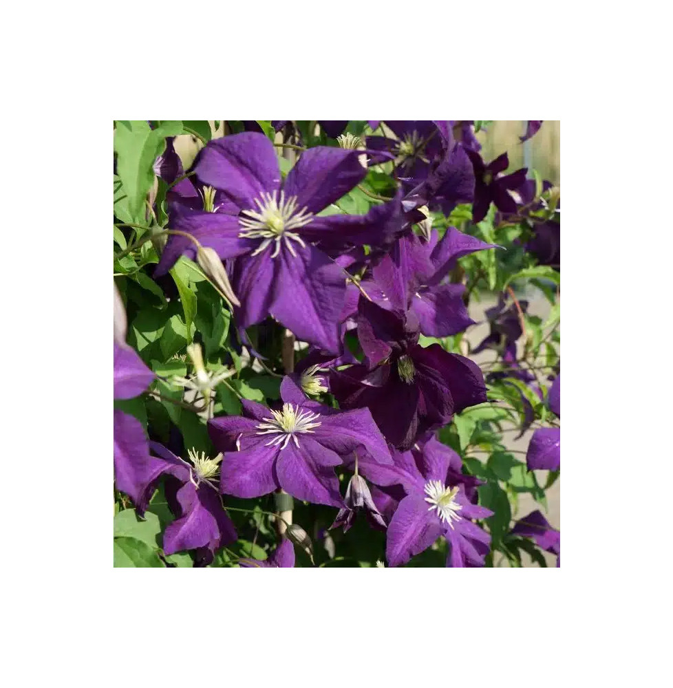 Clématite 'Aotearoa' - clematis viticella