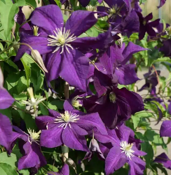 Clématite 'Aotearoa' - clematis viticella